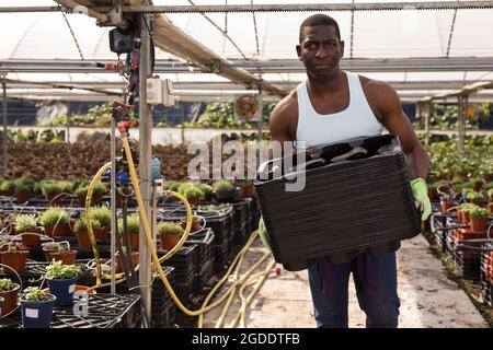 Afro-american man gardener lays empty boxes in greenhouse Stock Photo