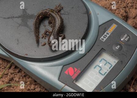 Santa Cruz Long-toed Salamander (Ambystoma macrodactylum croceum) an endangered subspecies only found in a small area of coastal California. Stock Photo
