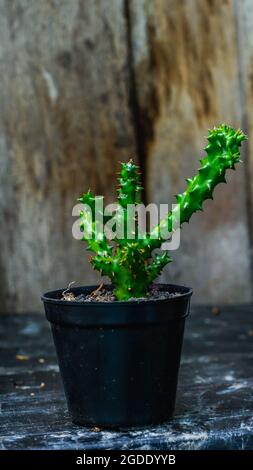 Edithcolea grandis with wooden background Stock Photo