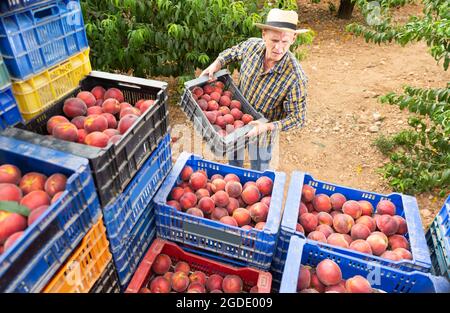 Man stacks crates of peaches in an orchard Stock Photo