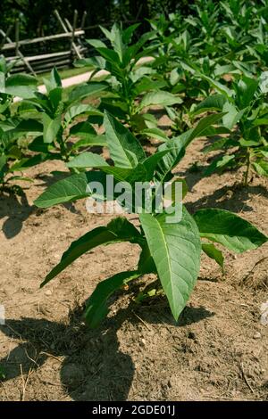 uncured tobacco Curing of Tobacco Resources - Flue-Cured Tobacco