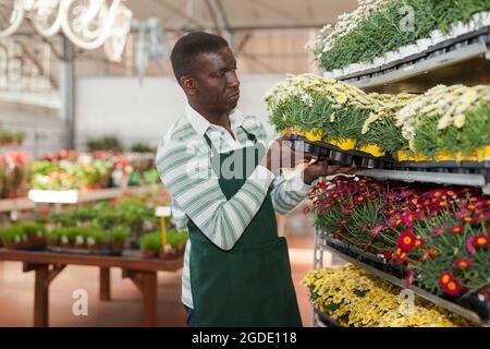 Man checking potted marguerites in hothouse Stock Photo