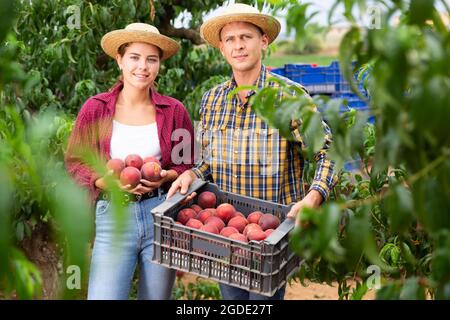 Man and woman posing with ripe peaches in hands in orchard Stock Photo