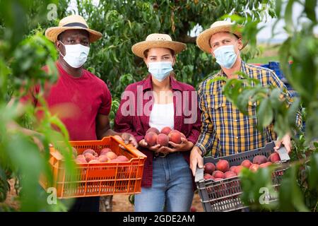 Farmers in protective mask posing with harvest of ripe peaches in orchard Stock Photo