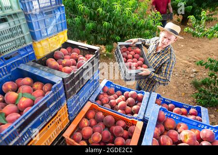 Man stacks crates of peaches in an orchard Stock Photo