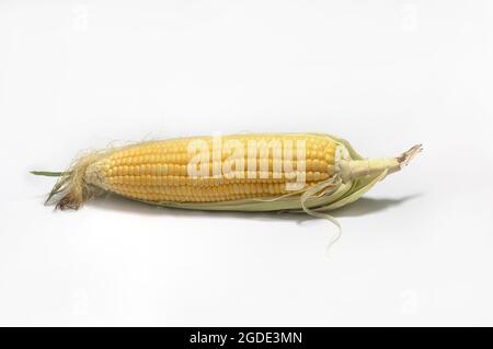 Corncobs or corn ears isolated on white background as package design element Stock Photo