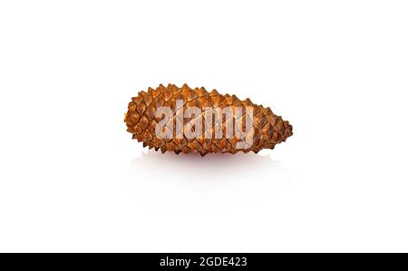 Pine tree cone with reflection, isolated on white. Clipping path (does not include reflection) Stock Photo