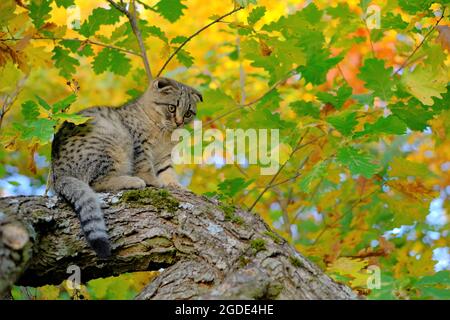 kitten on the tree. Scottish gray tabby cat in the autumn sunny garden Stock Photo