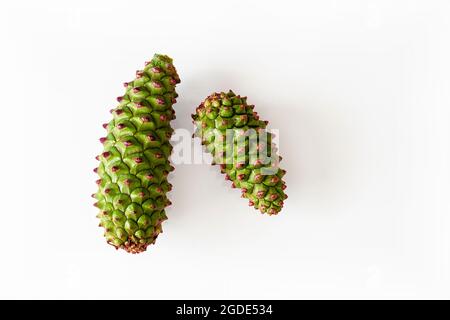 Green pine cones isolated on white. Clipping path. Stock Photo