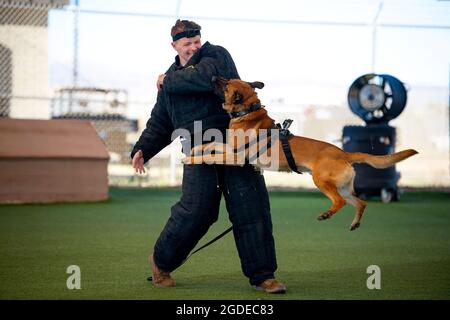 Senior Airman Ryan McHone, 56th Security Forces Squadron military working dog handler, demonstrates K-9 bite training with MWD, Enzo, Dec. 10, 2019, at Luke Air Force Base, Ariz. The demo showcased several 56th SFS MWDs as they maneuvered through an obstacle course, performed bite training and responded to obedience commands. (U.S. Air Force photo by Tech. Sgt. Jensen Stidham) Stock Photo