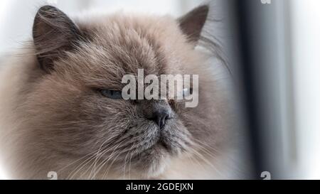 Lovely Ragdoll Cat with fluffy white fur Looking Grumpy or angry. Stock Photo
