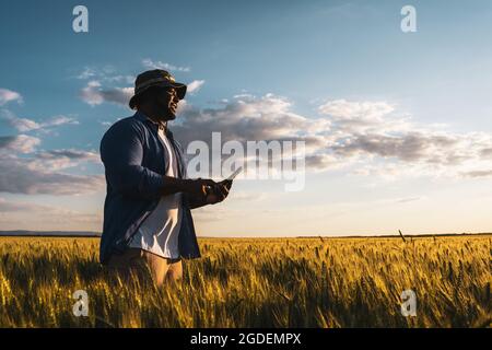 Farmer is standing in his growing wheat field. He is examining crops after sowing. Stock Photo