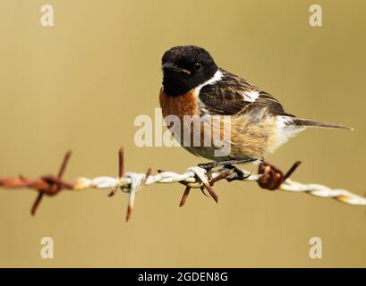 Male Stonechat (Saxicola rubicola) perched on a rusty barbed wire fence, North Uist, Outer Hebrides, Scotland Stock Photo