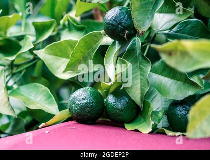Small still green oranges Stock Photo