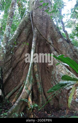 Trunk of a majestic ceiba. Amazon forest in the Madidi National Park, Bolivia Stock Photo