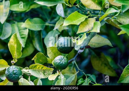 Small still green oranges Stock Photo