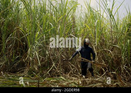 A worker harvesting sugarcane at a plantation area, which is managed to supply the production line of Tasikmadu Sugar Mill in Karanganyar, Central Java, Indonesia. Stock Photo