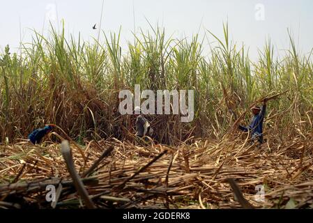 Workers harvesting sugarcane at a plantation area, which is managed to supply the production line of Tasikmadu Sugar Mill in Karanganyar, Central Java, Indonesia. Stock Photo