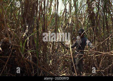 A worker harvesting dry sugarcane at a plantation area in Karanganyar, Central Java, Indonesia. Stock Photo