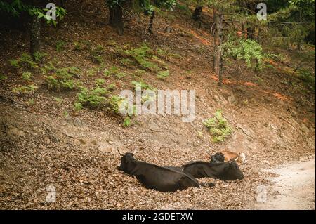 San Luca, Italy. 10th Aug, 2021. Cows are seen resting at Aspromonte National Park.Wildfires have been ravaging forests of Aspromonte National Park in Calabria for more than a week. For the protection of the area and trees, the park was recently included in the UNESCO's natural heritage list, a mobile unit of the Civil Protection from Lombardy had been deployed in San Luca's area, from 10 August, to help Calabria Verde (regional environmental agency) and other forces to fight fires. Credit: SOPA Images Limited/Alamy Live News Stock Photo