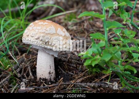 Edible mushroom Amanita rubescens in spruce forest. Known as blusher. Wild mushroom growing in the needles.