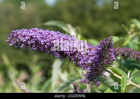 Buddleja davidii Greenways River Dart (buddleia variety), known as a butterfly bush, in flower during august or summer, UK Stock Photo