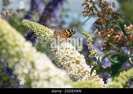 Painted Lady Butterfly on Buddleja davidii Reve de Papillon White (buddleia variety), known as a butterfly bush, in flower during august or summer, UK Stock Photo