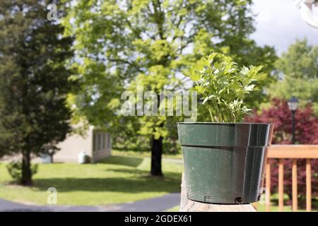 Closeup shot of parsley seedlings in a pot outdoors Stock Photo