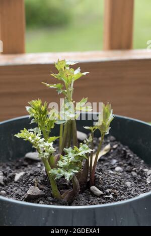 Closeup shot of parsley seedlings in a pot Stock Photo