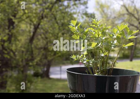 Closeup shot of parsley seedlings in a pot outdoors Stock Photo