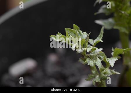 Closeup shot of parsley seedlings in a pot Stock Photo