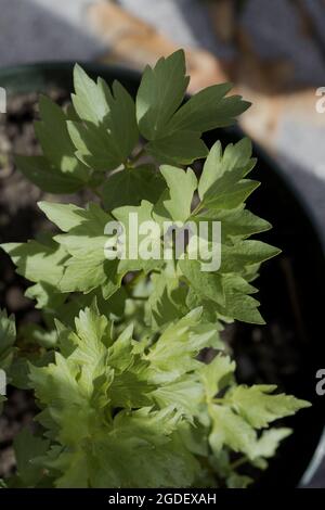 Closeup shot of parsley seedlings in a pot Stock Photo
