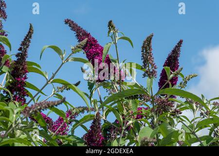 Buddleja davidii Sugar Plum (buddleia variety), known as a butterfly bush, in flower during august or summer, UK Stock Photo