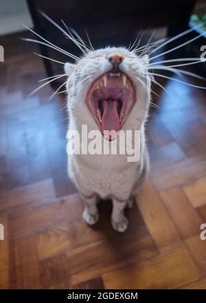 Vertical closeup of a cat sitting on the wooden floor and yawning. Stock Photo