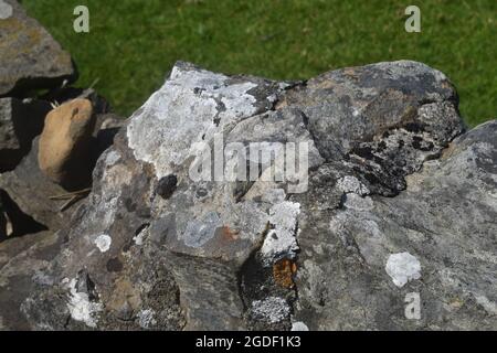 Lichen on a drystone wall Stock Photo