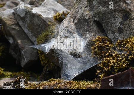 Lichen on a drystone wall Stock Photo