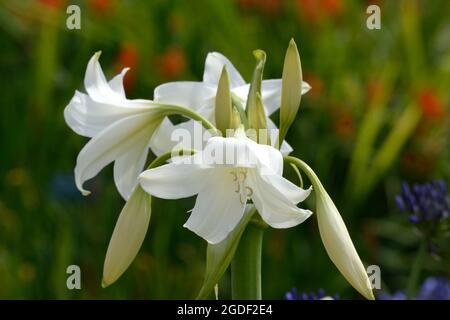 Crinum x powellii Album White Powell lily Swamp Lily  fragrant flowers blooms Stock Photo