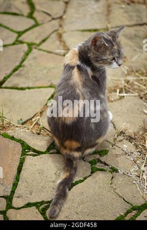 Tricolor pregnant ash cat portrait outdoors. Ashy turtle cat sits on the road Stock Photo