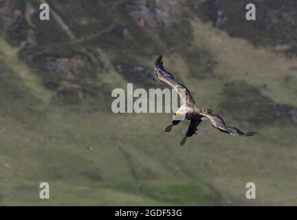 White-tailed Eagle, Haliaetus albicilla, in flight against hills, Isle of Mull, Scotland, UK Stock Photo