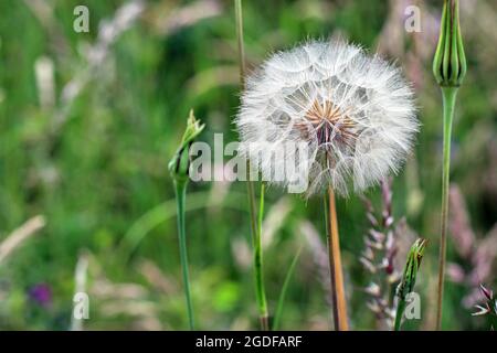 A dandelion puffball - seed head - photographed in grassland in July.  Copy space on left of frame. Stock Photo