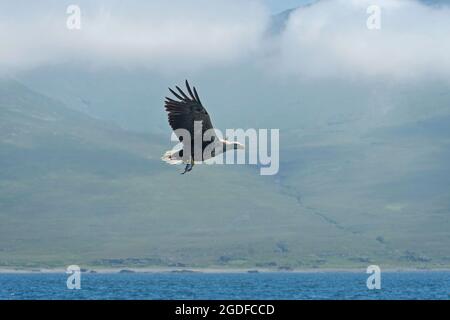 White-tailed Eagle, Haliaetus albicilla, catching fish, Isle of Mull, Scotland, UK Stock Photo