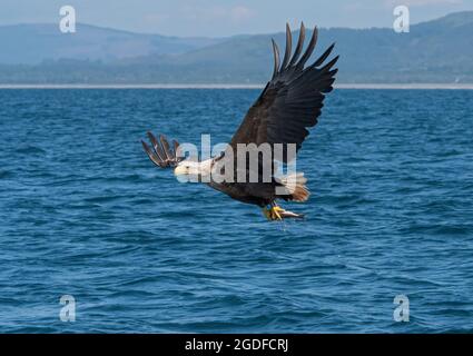 White-tailed Eagle, Haliaetus albicilla, catching fish, Isle of Mull, Scotland, UK Stock Photo