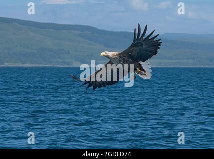 White-tailed Eagle, Haliaetus albicilla, catching fish, Isle of Mull, Scotland, UK Stock Photo