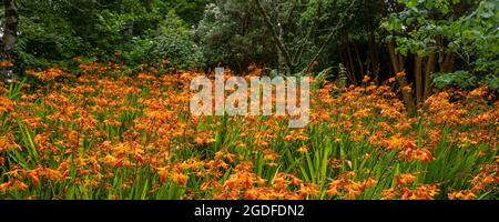 A panoramic image of a spectacular colony of Crocosmia aurea Montbretia growing on a slope in the sub tropical Trebah Garden in Cornwall. Stock Photo