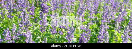 Beautiful Flower, Purple Sage Flowers or Salvia Flowers with Green Leaves in The Garden. Stock Photo