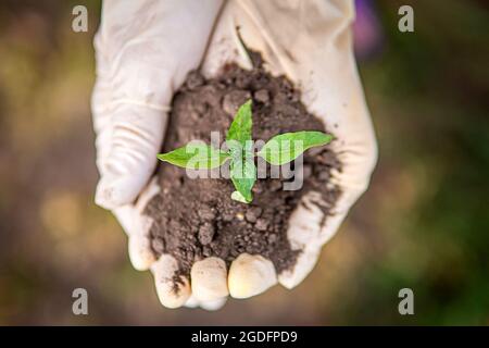 Hands holding and caring a green young plant top view. new life concept. Stock Photo