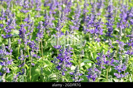 Beautiful Flower, Purple Sage Flowers or Salvia Flowers with Green Leaves in The Garden. Stock Photo