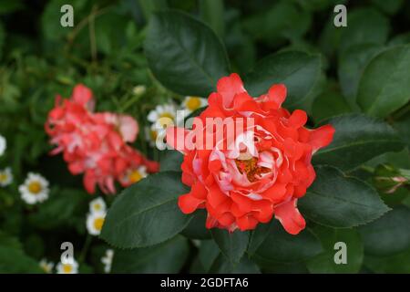 Rosa Candy Ruffles beautiful coral rose close-up. Stock Photo