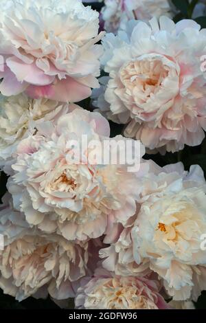 Lots of delicate double peonies in the summer garden. Beautiful flowers close-up. Stock Photo