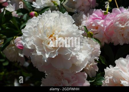 Lots of delicate double peonies in the summer garden. Beautiful flowers close-up. Stock Photo